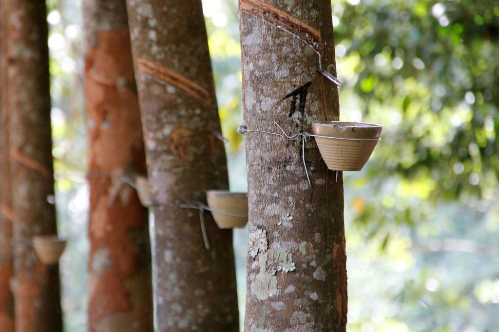 A picture of a rubber tree with latex dripping from its bark and collecting it in a bucket