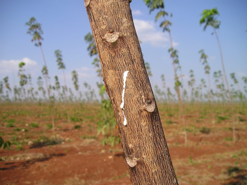 A picture of a rubber tree with latex dripping from its bark